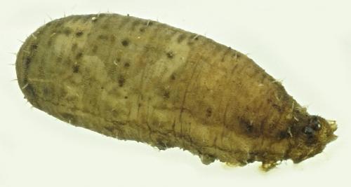 Syrphus sp.